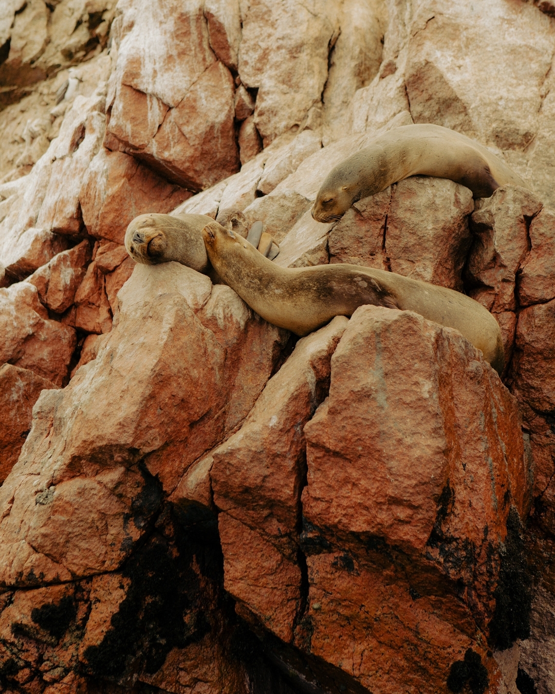 Three seals lounge on rocky cliffs. Seals are light brown, blending with the textured, reddish-brown rocks in a natural outdoor habitat.