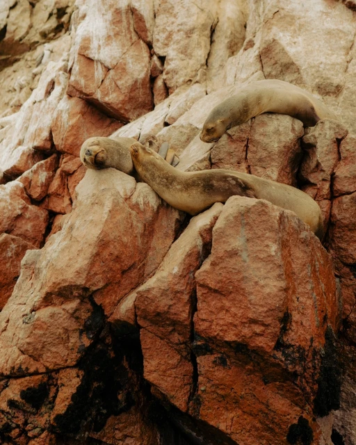 Three seals lounge on rocky cliffs. Seals are light brown, blending with the textured, reddish-brown rocks in a natural outdoor habitat.
