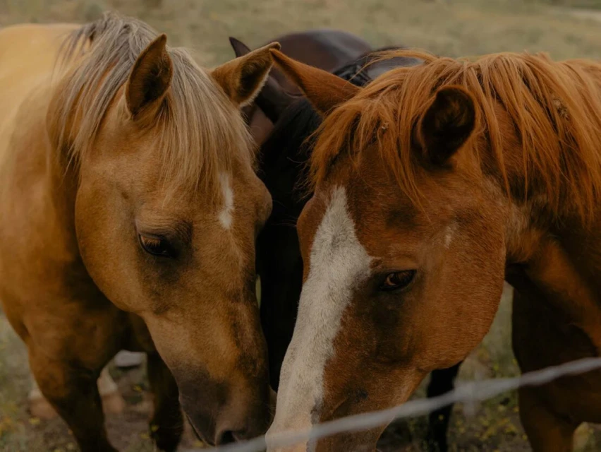 Close-up shot captures two horses with tan and brown coats in a field, heads close together. A third horse is partially visible in background.