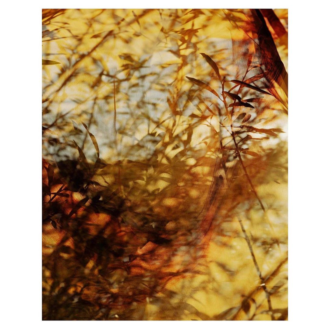 Golden-toned botanical image with close-up of blurred leaves and foliage in amber and yellow hues, creating a warm, organic aesthetic.