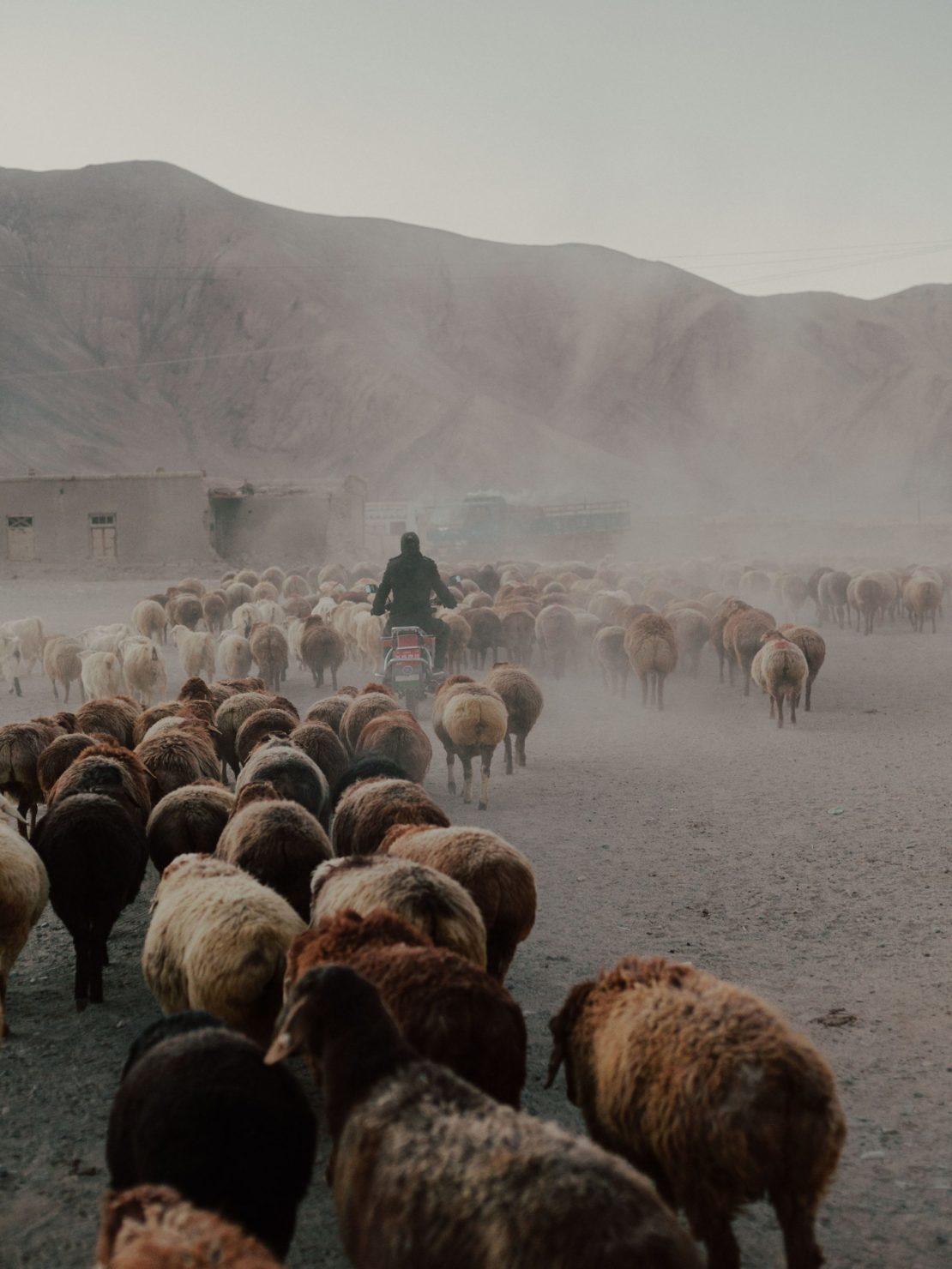 A flock of sheep moves through a dusty, rural landscape, guided by a person on a motorcycle, set against a backdrop of rolling mountains.