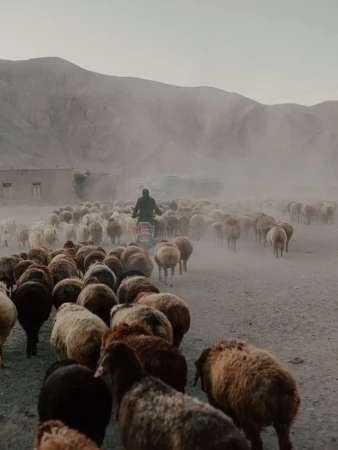A flock of sheep moves through a dusty, rural landscape, guided by a person on a motorcycle, set against a backdrop of rolling mountains.