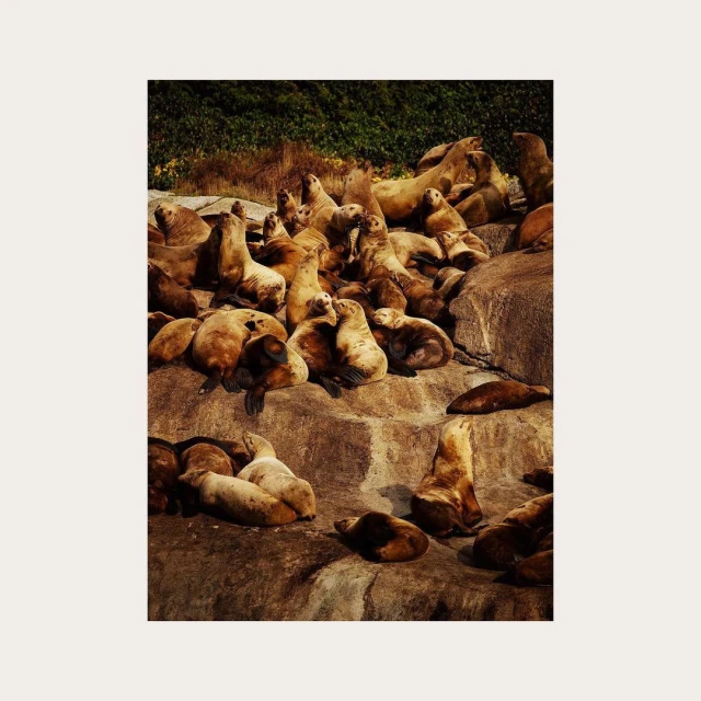 A group of sea lions resting on rocks covered in vegetation. The animals are brown and tan, huddle together and bask in the sunlight.