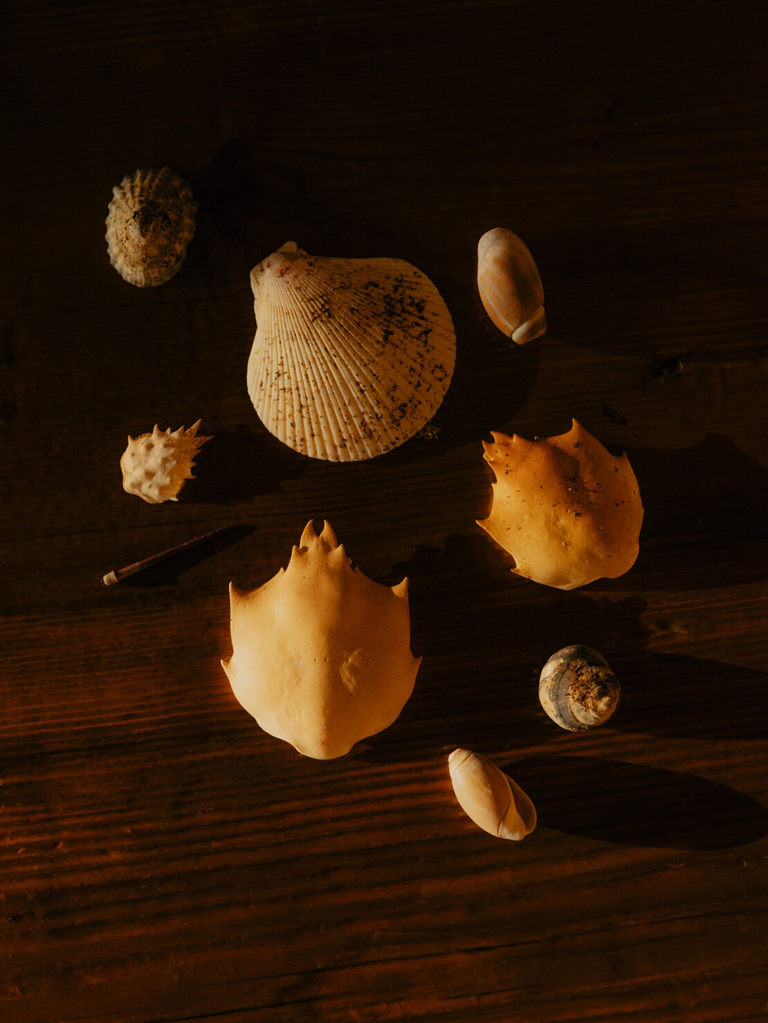 Collection of seashells and crab shells arranged flatlay on a dark wooden surface with warm lighting by Grant Harder