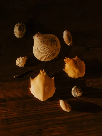 Collection of seashells and crab shells arranged flatlay on a dark wooden surface with warm lighting by Grant Harder