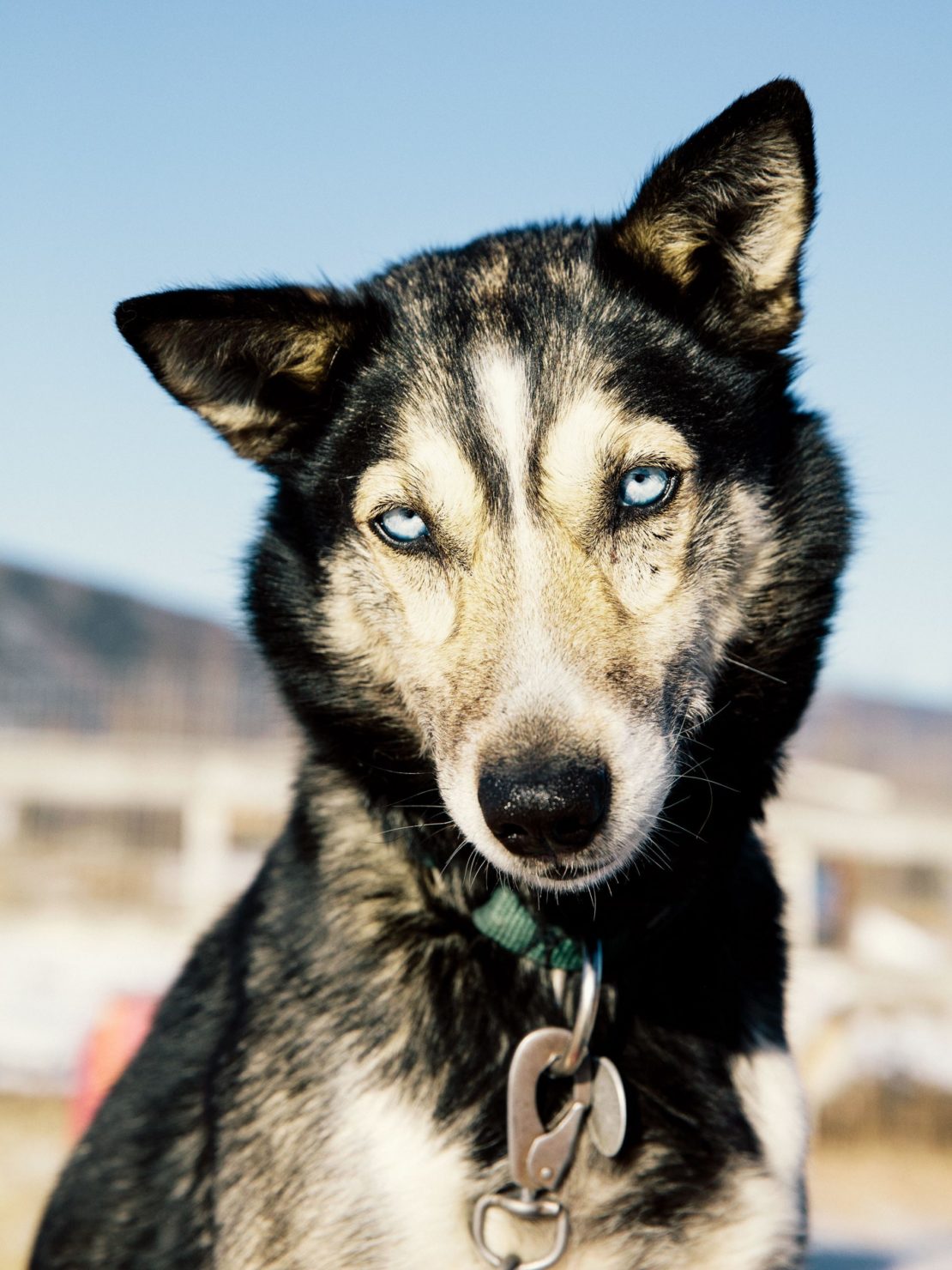 Close-up portrait of a Husky dog with striking blue eyes and black and white fur, wearing a collar with a metal leash attachment outdoors.