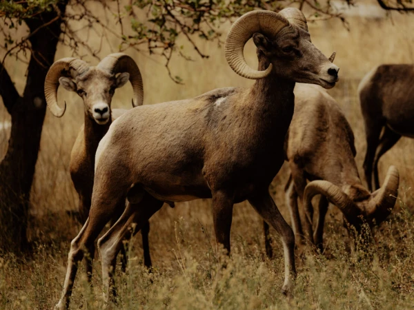 Bighorn sheep with large curved horns standing in dry grassy meadow with trees under muted lighting by Grant Harder