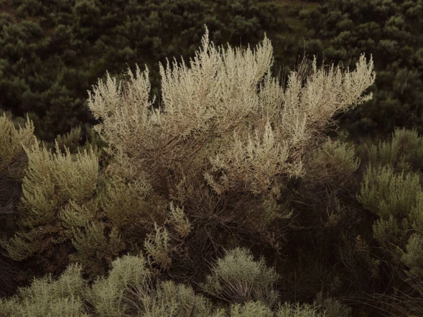 Overhead shot of a pale green sagebrush plant with small branches, surrounded by other plants, against a dark green leafy background.