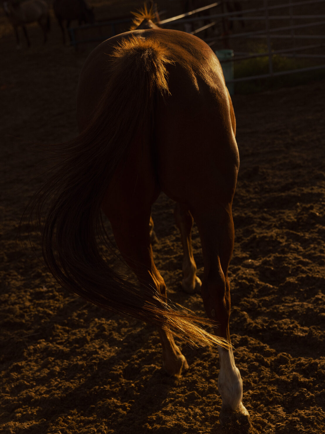 Close-up of a brown horse facing away with its tail swishing and white markings on its lower legs standing on a dirt ground.