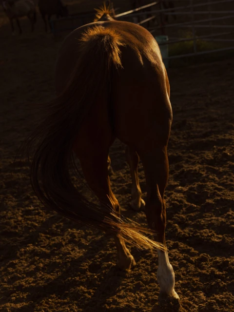 Close-up of a brown horse facing away with its tail swishing and white markings on its lower legs standing on a dirt ground.