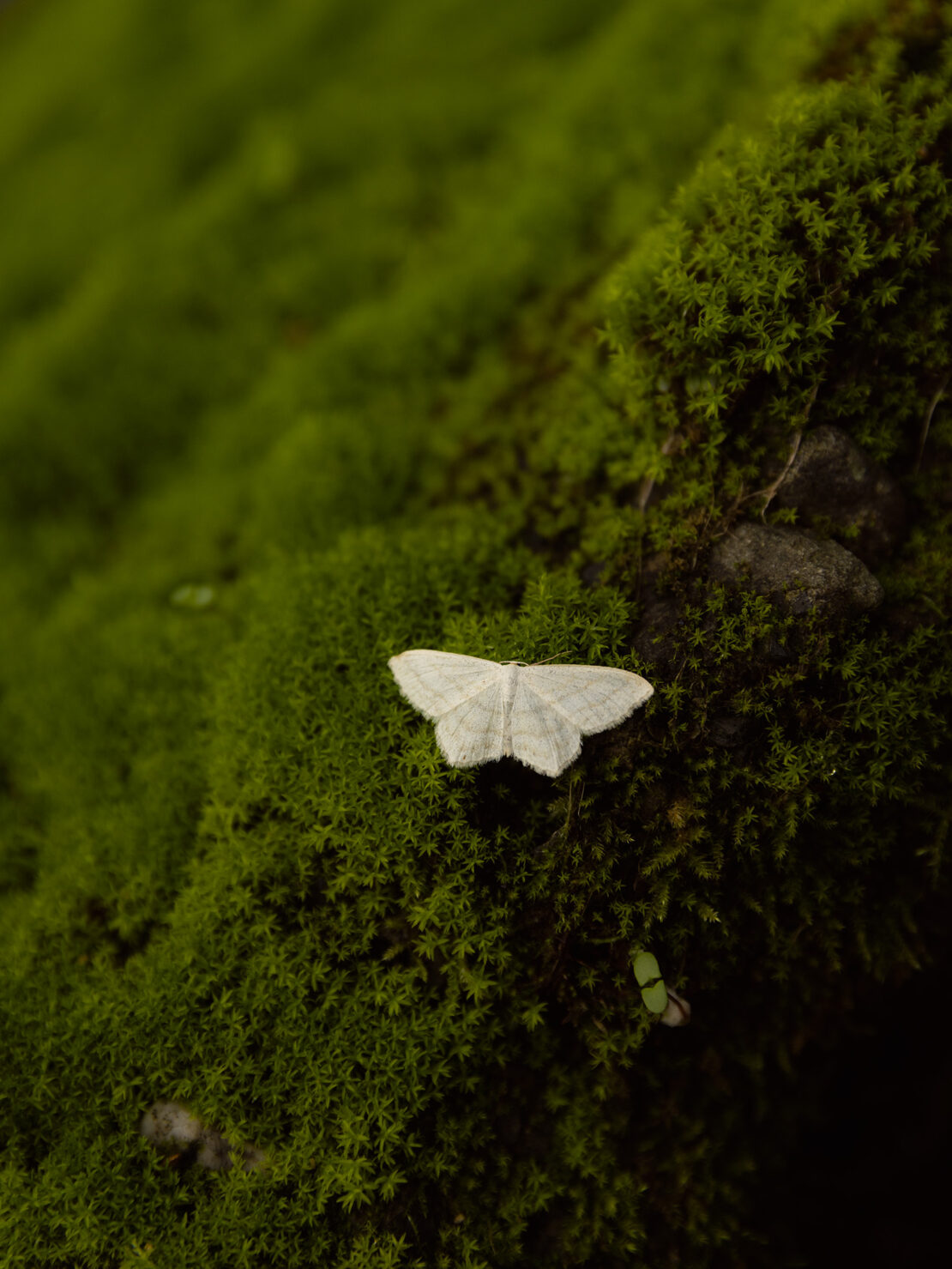 Close-up of a white moth perched on vibrant green moss, creating a striking contrast in textures and colors in a natural outdoor setting.