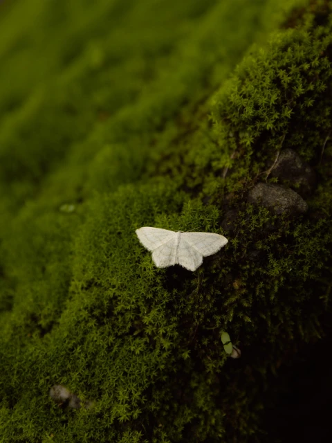 Close-up of a white moth perched on vibrant green moss, creating a striking contrast in textures and colors in a natural outdoor setting.