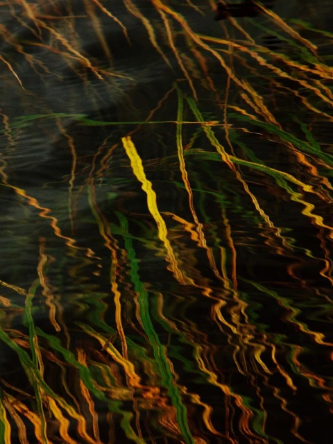 Abstract photo of green and yellow grass blades under dark water, showing reflections and wavy textures in an outdoor nature setting.
