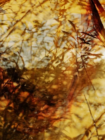 Abstract golden-brown nature shot with overlapping leaf shadows, creating an organic, textured pattern in warm earth tones, hints of sky.