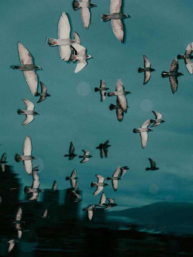 Flock of birds flying against a teal blue sky with blurred land in the background, creating a sense of freedom and movement.