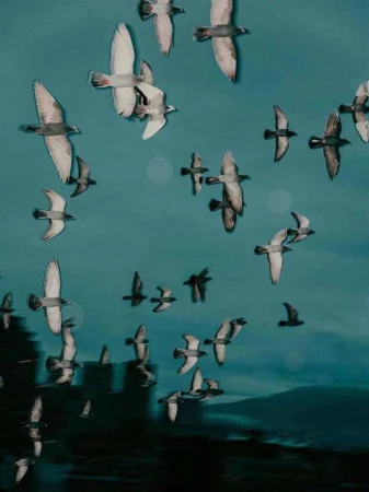 Flock of birds flying against a teal blue sky with blurred land in the background, creating a sense of freedom and movement.