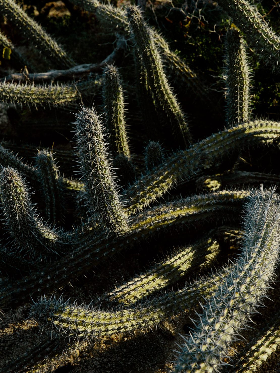 A cluster of cactus plants with sharp spines, illuminated by sunlight in an outdoor environment, showcasing desert flora.
