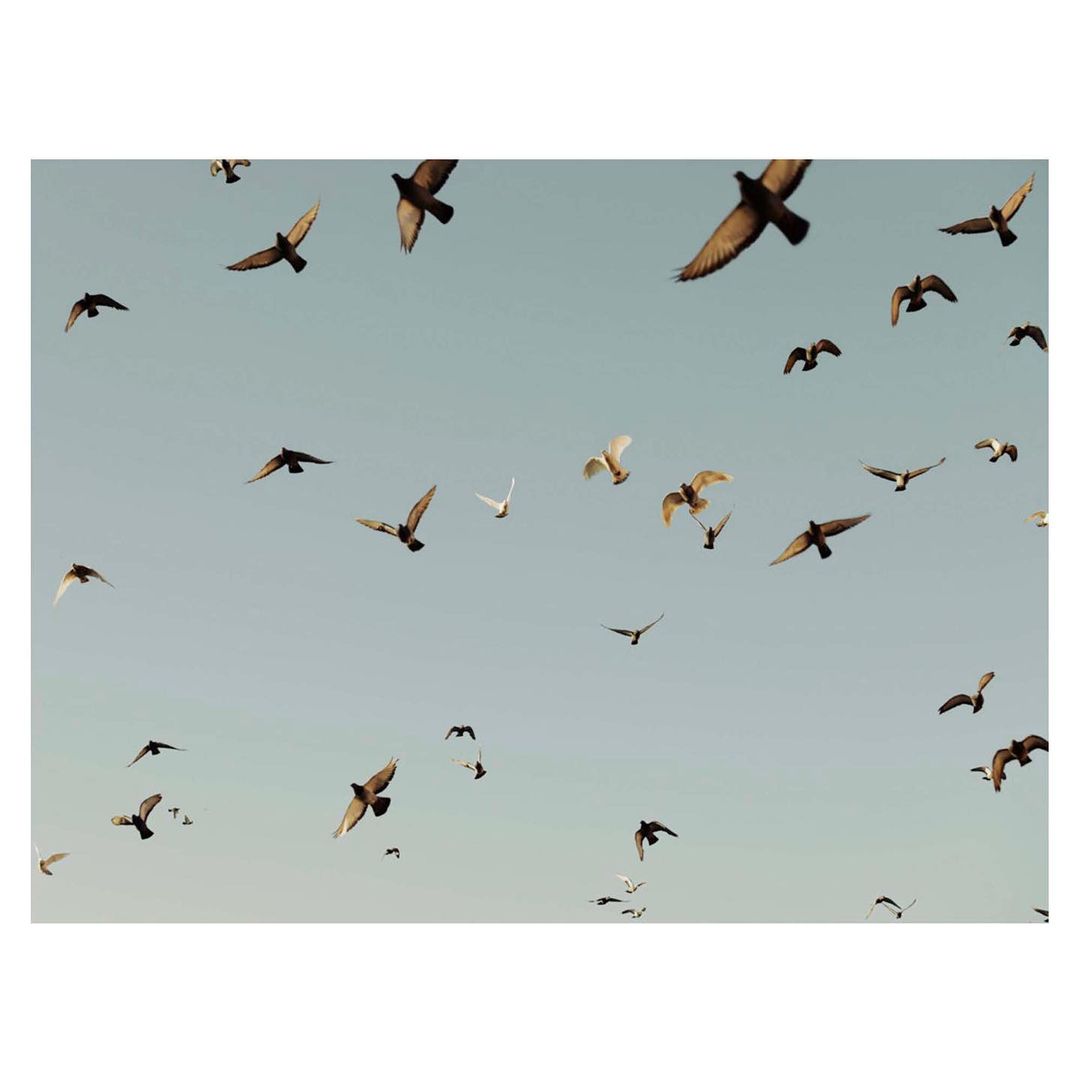 Numerous birds in flight against a light blue sky create a dynamic, natural scene, captured in a high-angle shot with soft, diffused light.