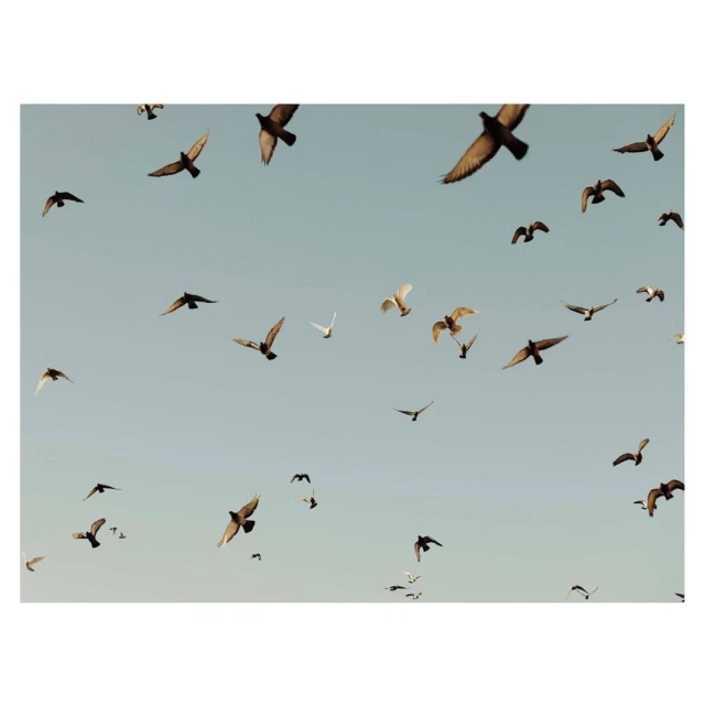 Numerous birds in flight against a light blue sky create a dynamic, natural scene, captured in a high-angle shot with soft, diffused light.