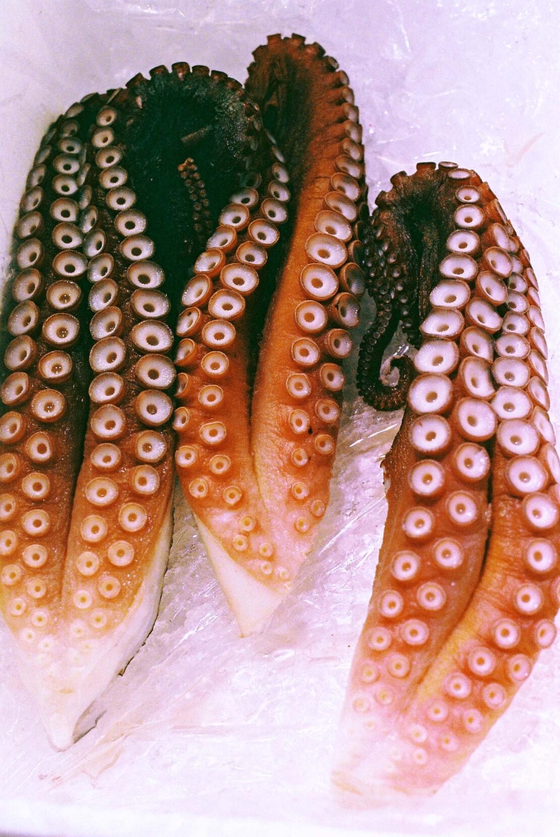 Close-up studio shot of three raw octopus tentacles displaying their suckers, showcasing the texture of seafood for food photography.