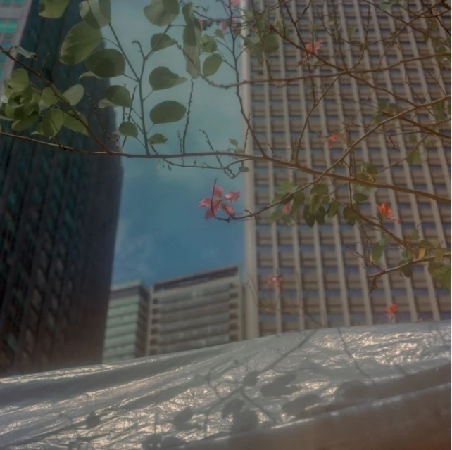 Urban scene with pink flowers in soft focus foreground and large, light-colored office buildings and sky visible in the background.