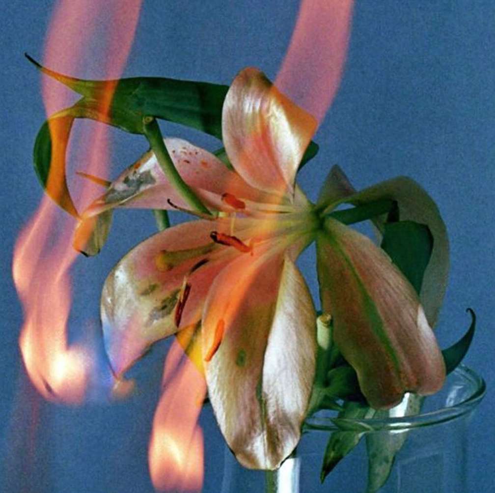 Lily flower in vase, bathed in surreal orange and pink lighting, standing out against a blue background; visual effect with flames.