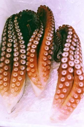 Close-up of cooked octopus tentacles with visible suction cups arranged on a white background