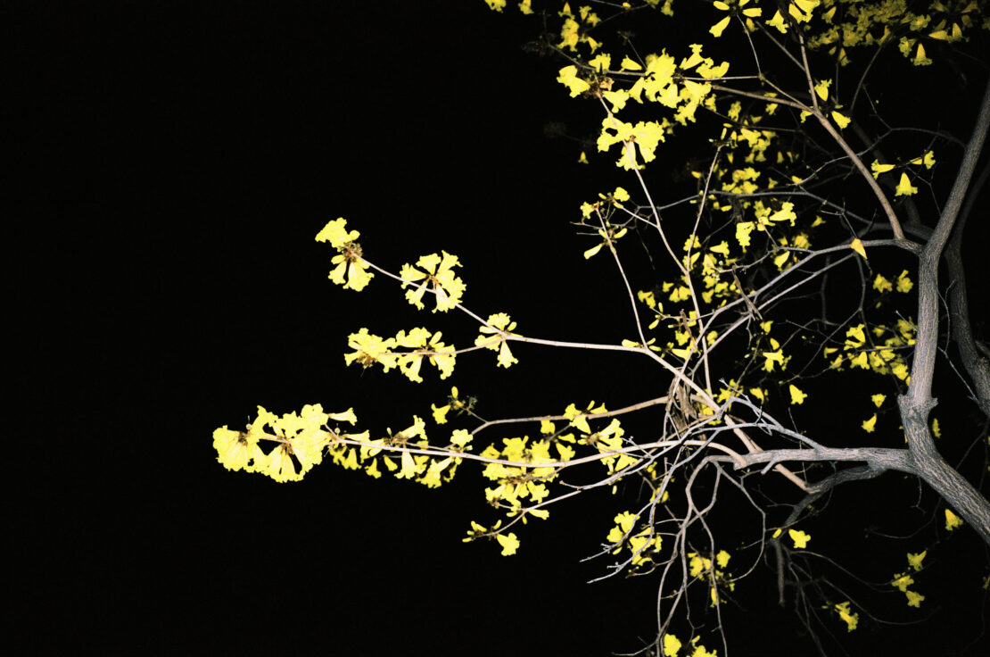 Close-up of tree branches with yellow trumpet flowers blooming against a dark, stark black background, creating a sense of nighttime.