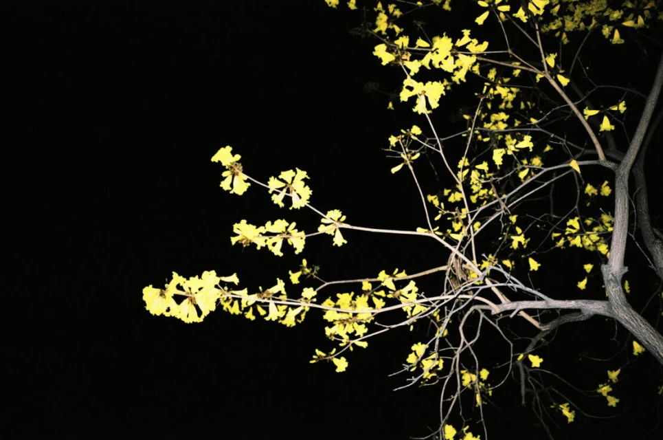 Close-up of tree branches with yellow trumpet flowers blooming against a dark, stark black background, creating a sense of nighttime.