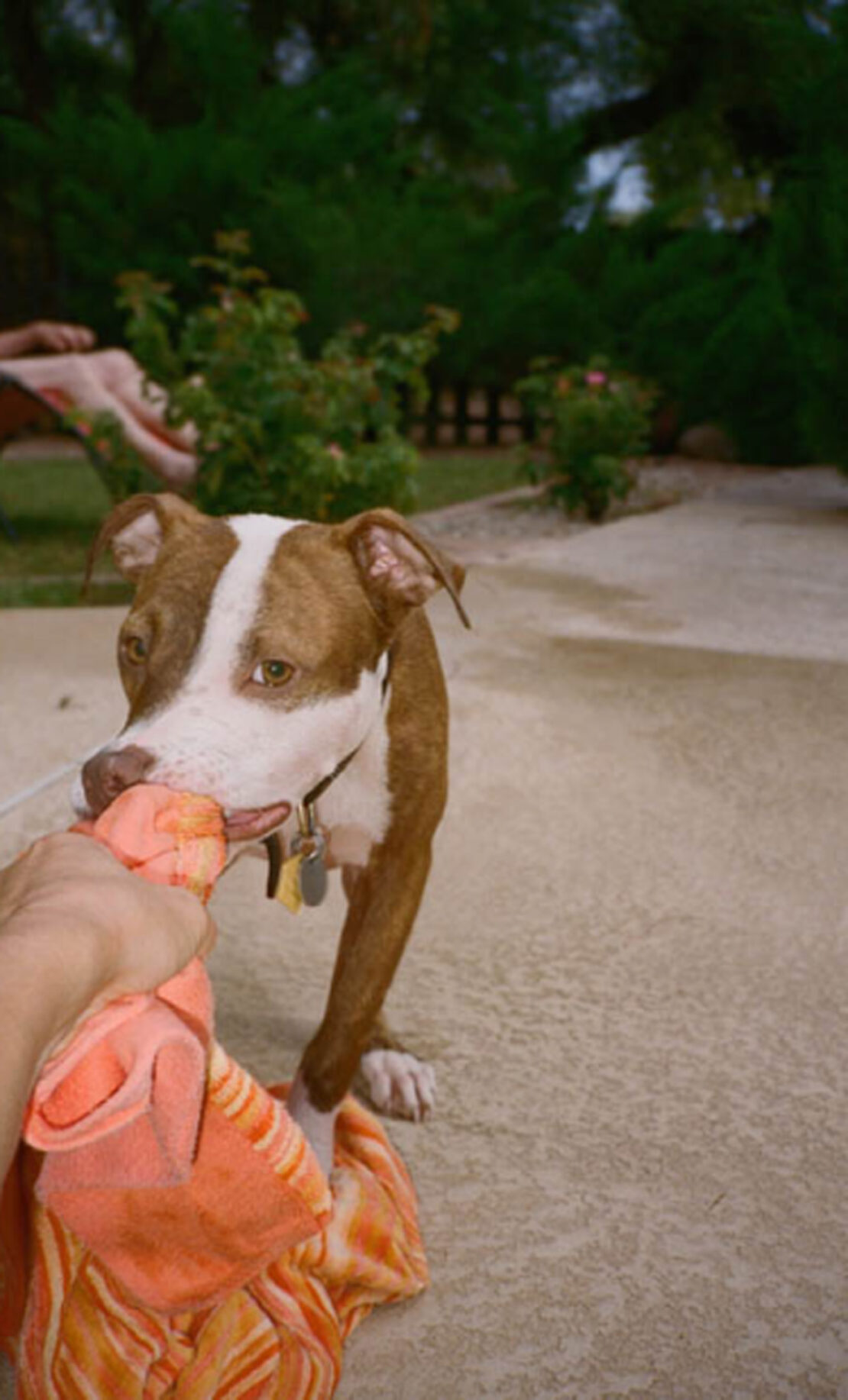 Brown and white dog playfully tugs on a peach-colored cloth outdoors on a paved surface surrounded by green plants.