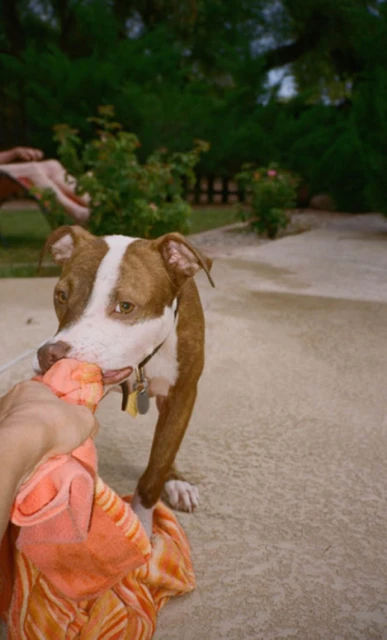 Brown and white dog playfully tugs on a peach-colored cloth outdoors on a paved surface surrounded by green plants.
