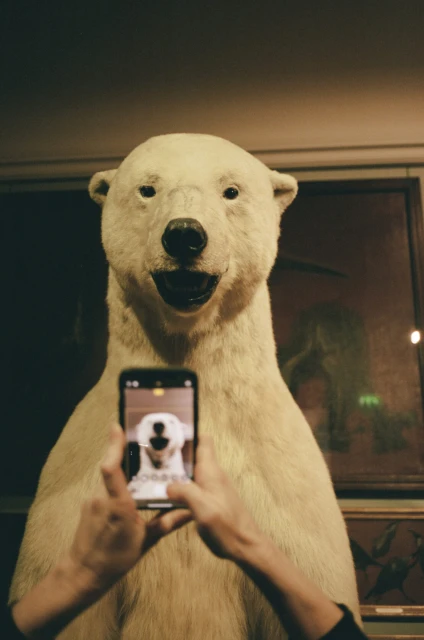 Person photographs taxidermied polar bear head-and-shoulders mount with smartphone, featuring an image of the same bear.