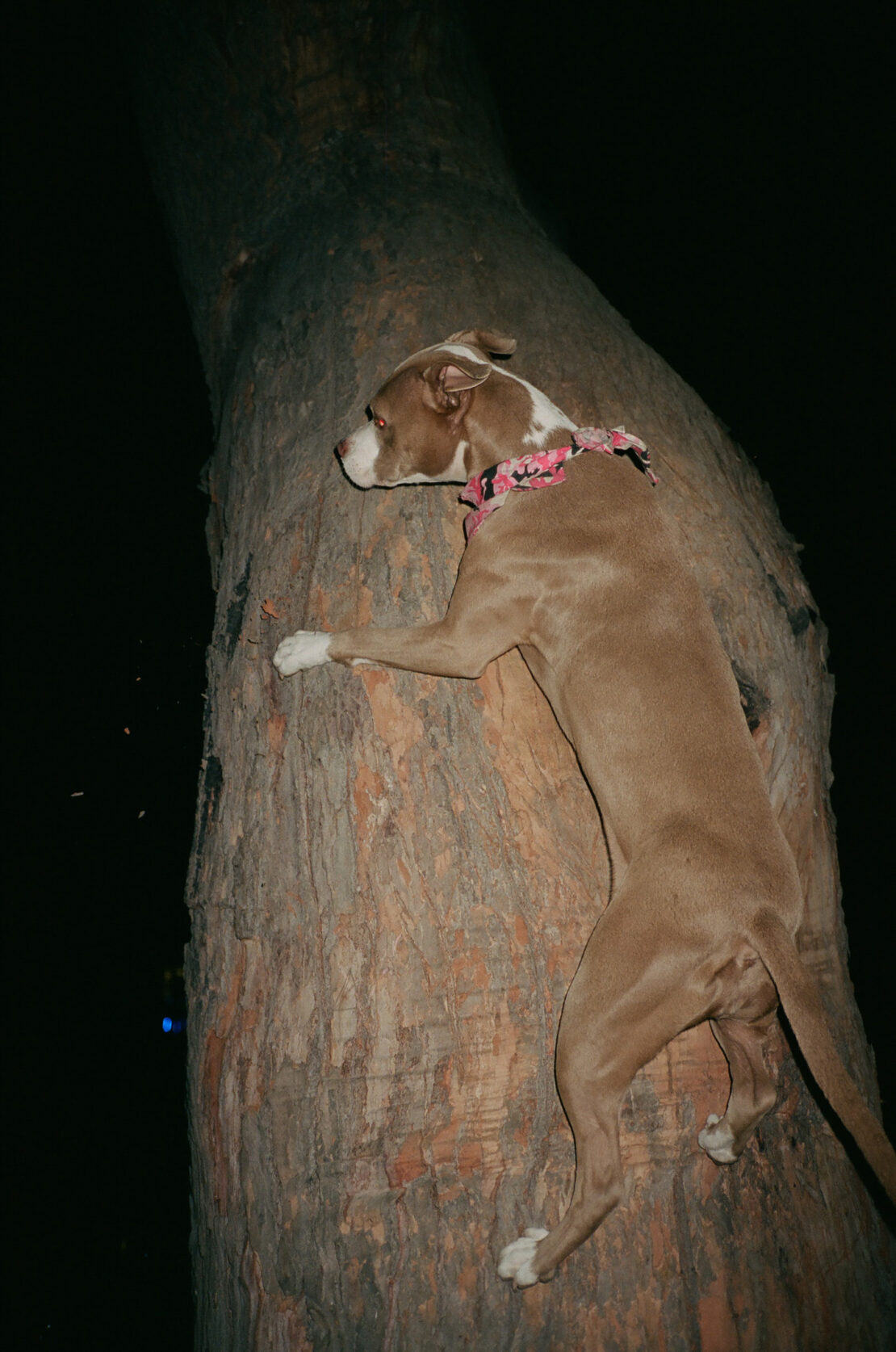 Brown and white dog climbing large tree at night, wearing a pink collar with visible tree bark texture and dark background.