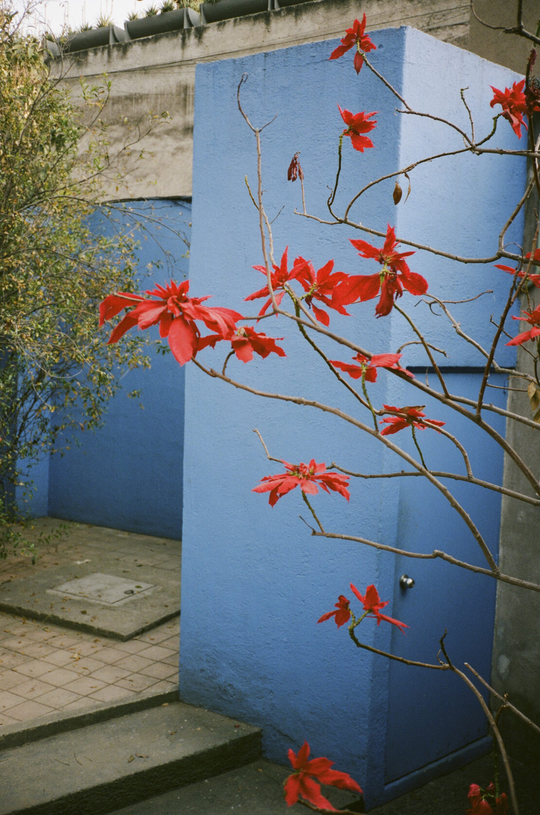 Bright red poinsettias stand out against the vivid blue walls of a building, steps and greenery nearby, and branches in the foreground.
