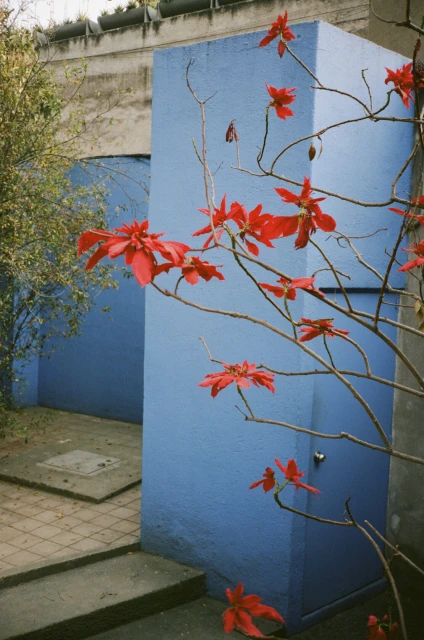 Bright red poinsettias stand out against the vivid blue walls of a building, steps and greenery nearby, and branches in the foreground.