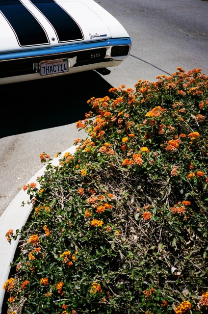 The rear of a vintage white Chevrolet Chevelle SS with black racing stripes parked near a vibrant bush with orange flowers.