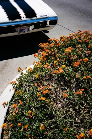 The rear of a vintage white Chevrolet Chevelle SS with black racing stripes parked near a vibrant bush with orange flowers.