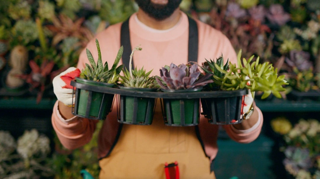Man holding a tray of potted succulent plants, wearing gloves and a peach shirt, with various succulents in the background.
