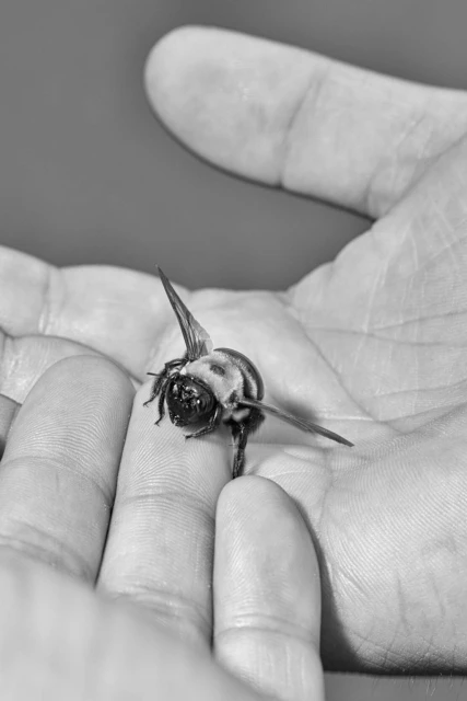 Black and white photograph of a carpenter bee perched on the palm of a human hand, showcasing its intricate details in macro.