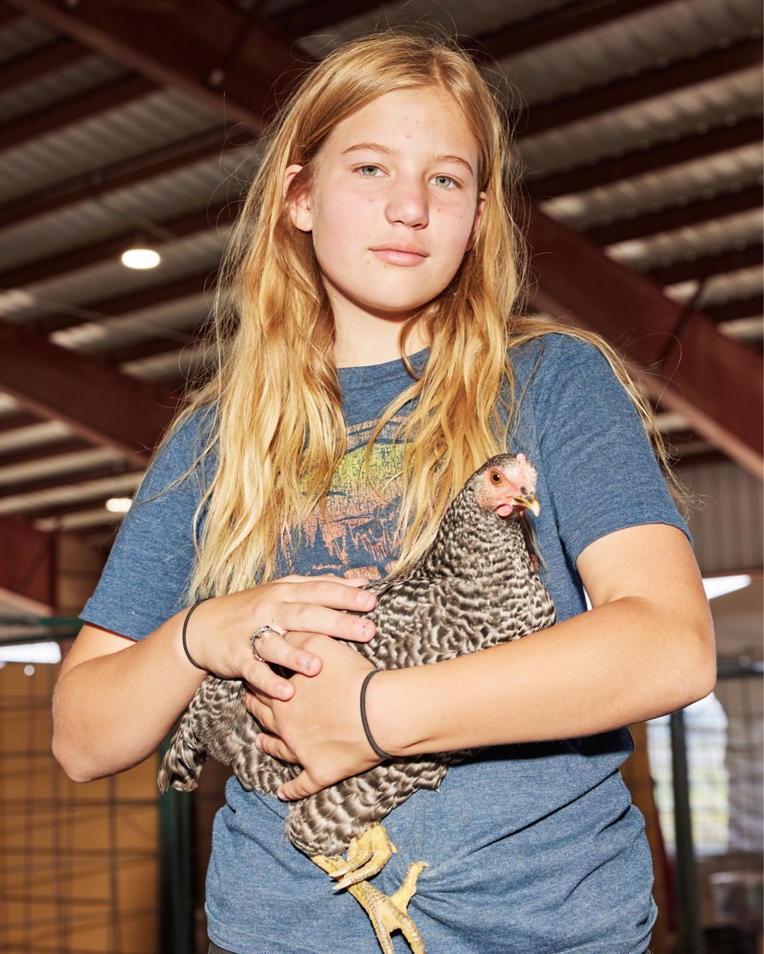 Young girl with long blonde hair cradles a Barred Plymouth Rock chicken in an indoor agricultural setting with metal beams overhead.
