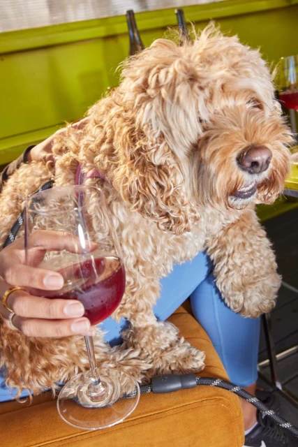 A fluffy golden doodle dog sits on a person's lap next to a glass of red wine in an indoor environment, creating a cozy and warm scene.
