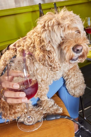 A fluffy golden doodle dog sits on a person's lap next to a glass of red wine in an indoor environment, creating a cozy and warm scene.