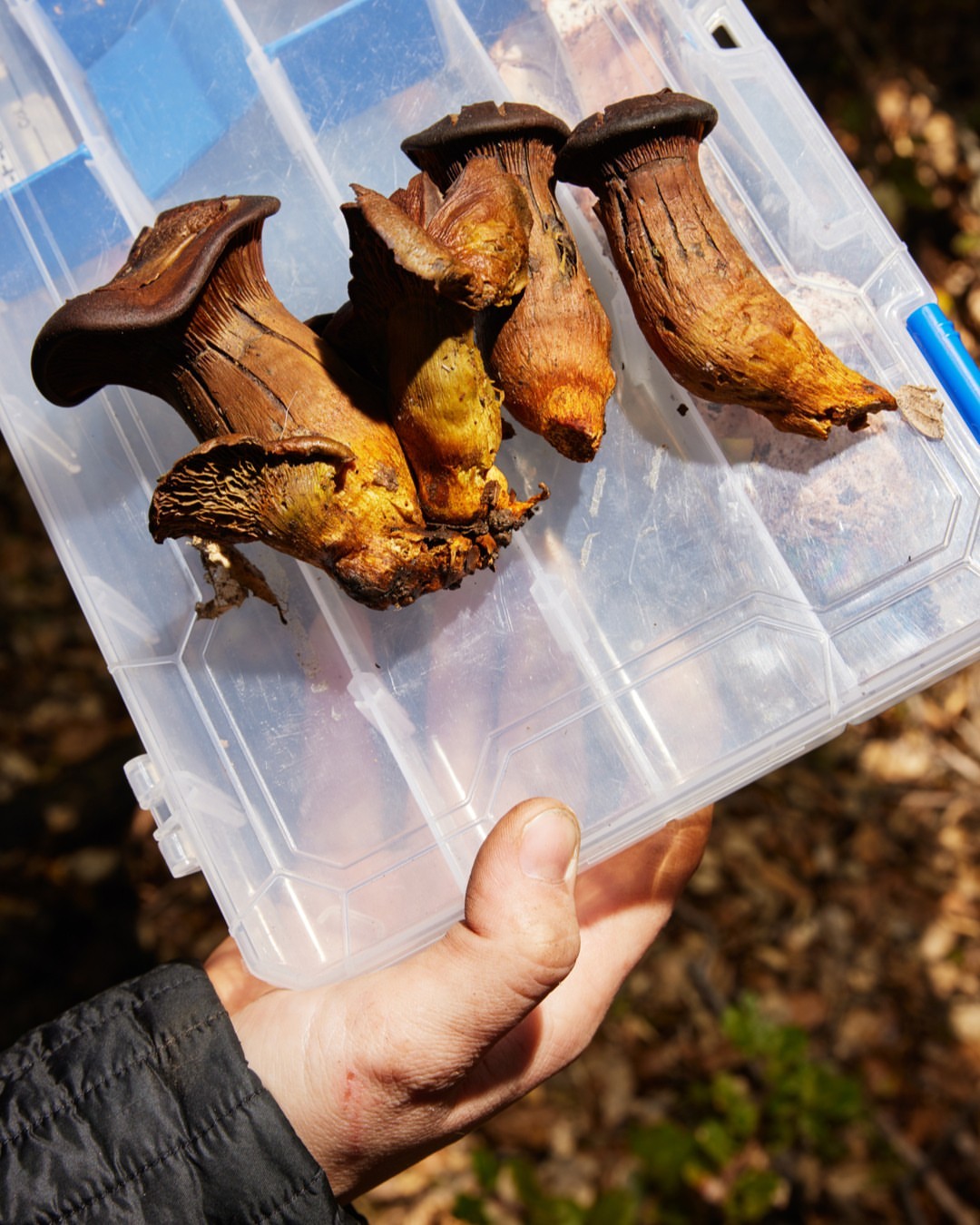 Several brown mushrooms are displayed in a clear plastic container held in a person's hand, set against an outdoor backdrop.