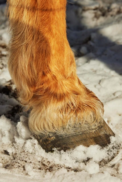 Closeup of a horse's golden leg and hoof standing in snow, showcasing the texture of the fur and the contrast with the snowy background.