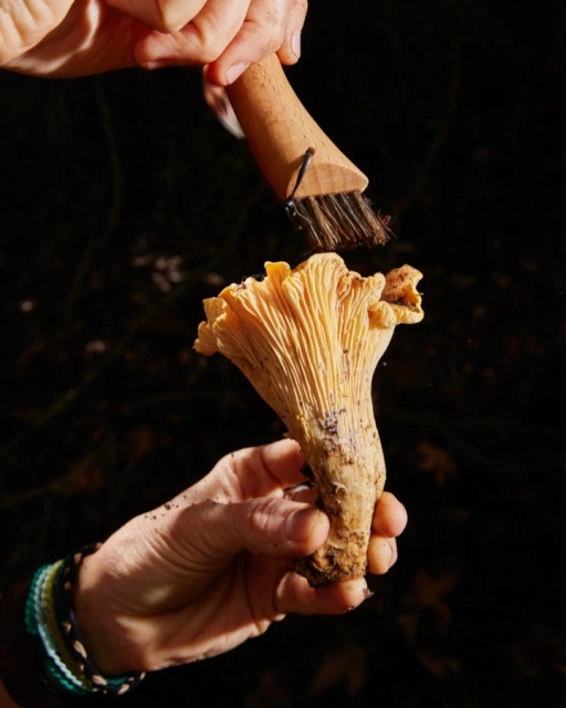 Close-up of a person holding a chanterelle mushroom while using a small brush to clean it, set against a dark background.