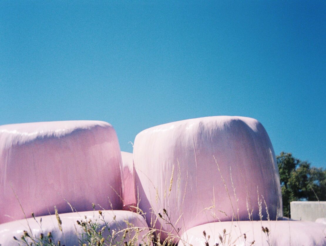 Pink hay bales covered in plastic wrap sit in a field under a bright blue sky. Grasses grow around the bales on a sunny day.