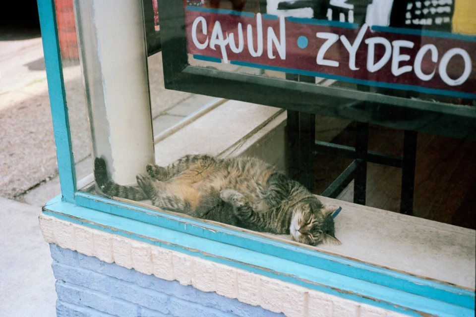 Tabby cat lounges in a window with 'Cajun Zydeco' signage, blending domestic comfort with a hint of New Orleans musical culture.