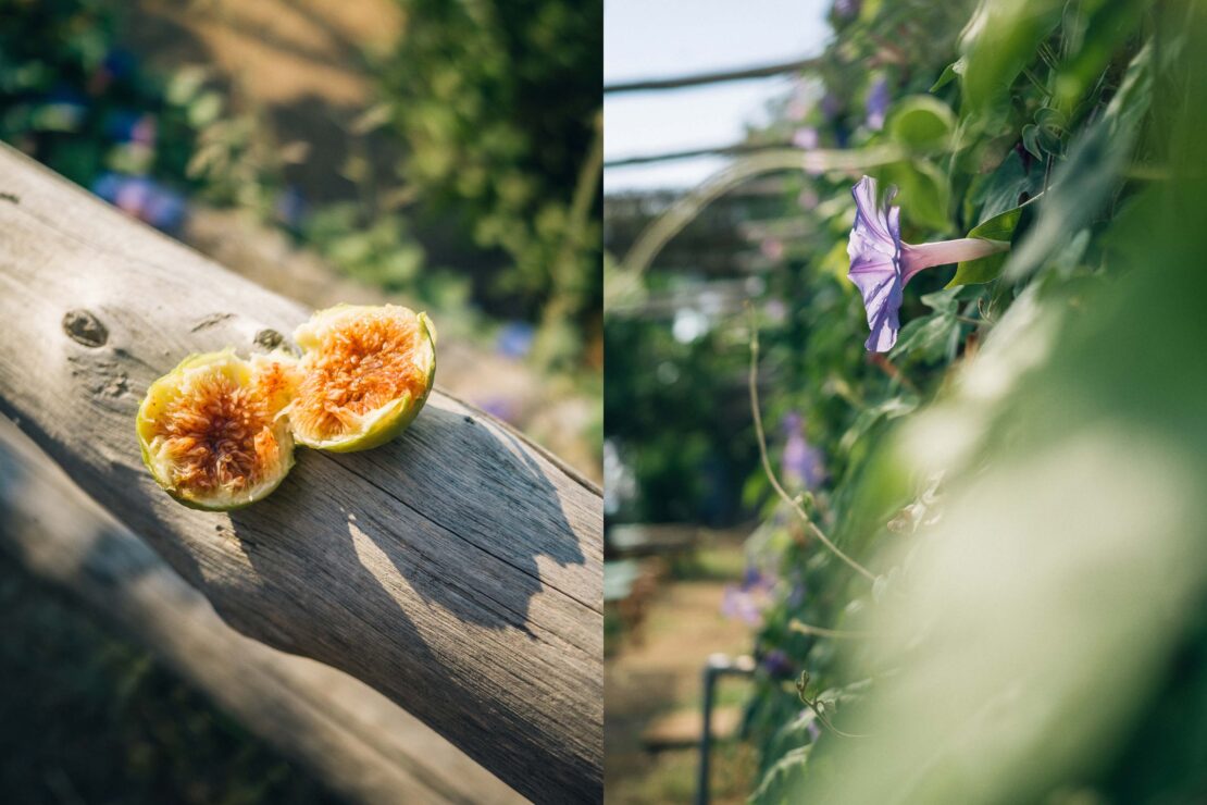 Close-up of a halved fig on weathered wood with a morning glory flower, capturing nature's detail with soft natural light.