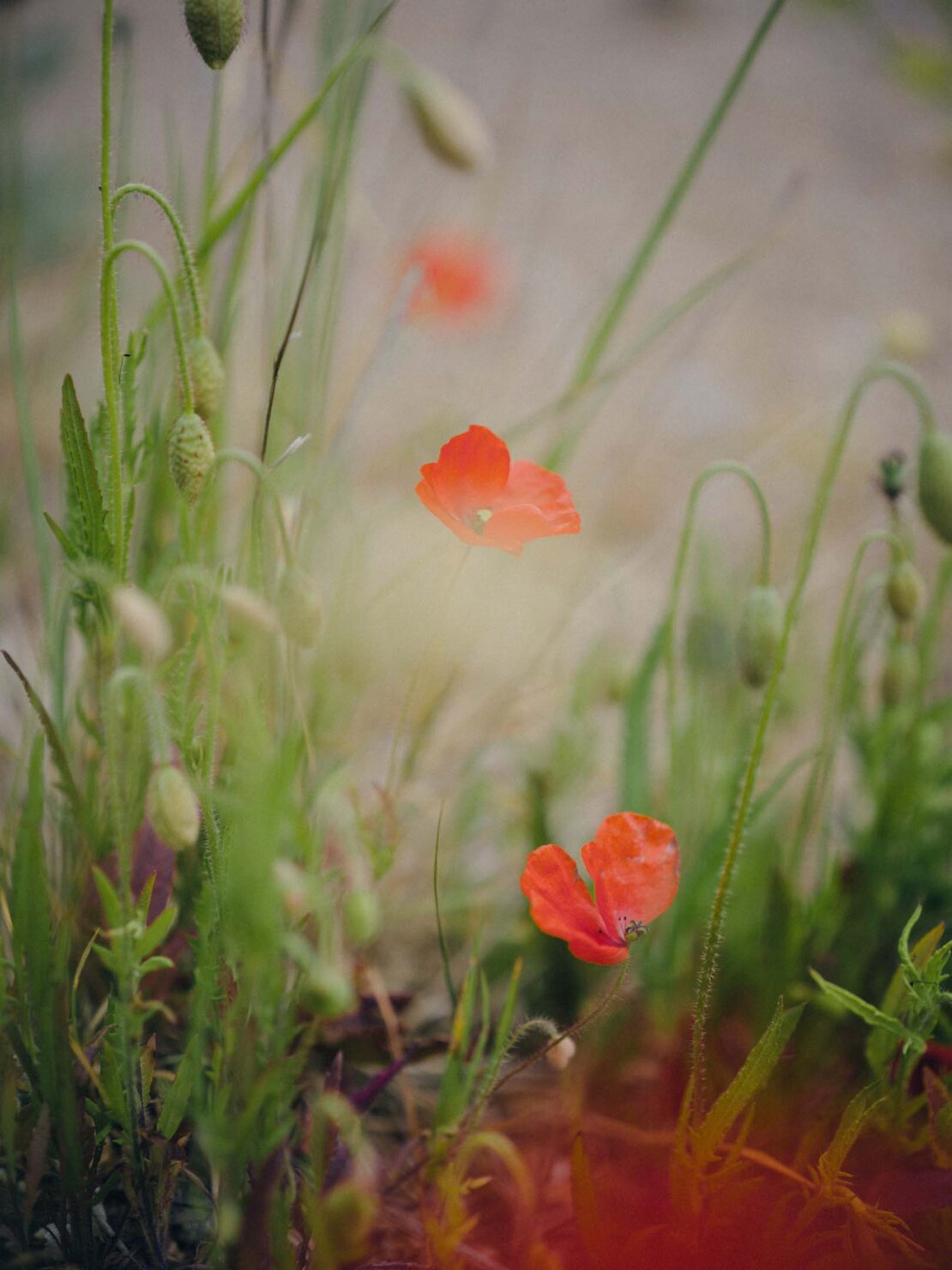 Close-up of red poppy flowers blooming in a field of green grass, creating a peaceful and vibrant outdoor scene.