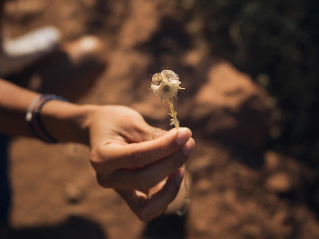 Close-up of a hand holding a dried flower with a blurred brown rock background, showcasing nature's textures and a warm color palette.